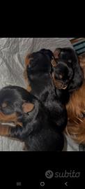 Cuccioli yorkshire