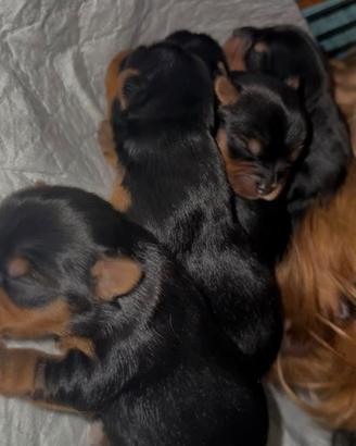 Cuccioli yorkshire