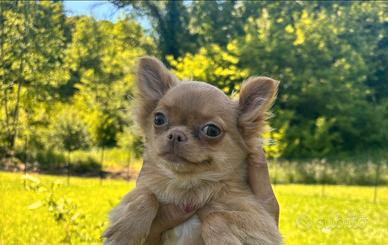 Chihuahua