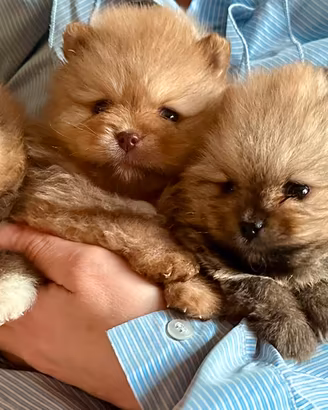 Volpino di Pomerania