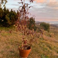 Pianta di falso Gelsomino in vaso.