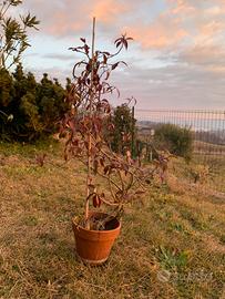 Pianta di falso Gelsomino in vaso.