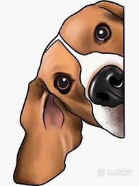 Cuccioli maschi beagle