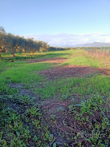 Terreno agricolo a Prato