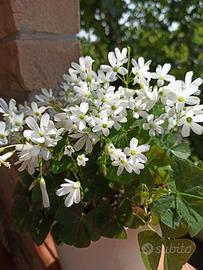Oxalis pizome (bulbi) piante