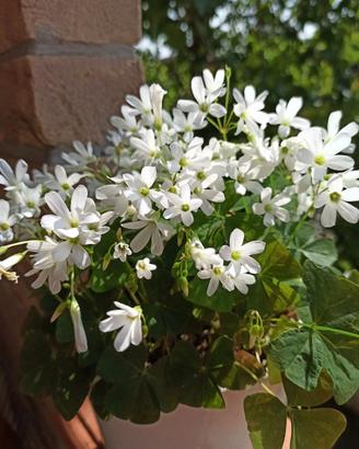 Oxalis pizome (bulbi) piante