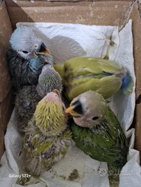 Inseparabili roseicollis