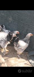 galline 