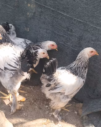 galline 