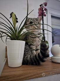 British shorthair