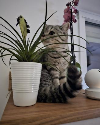 British shorthair