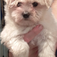 Maltipoo nano