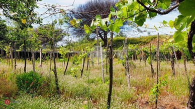 Terreno agricolo con depositi contadini
