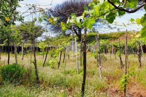Terreno agricolo con depositi contadini