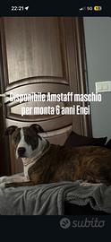 Amstaff maschio disponibile per monta