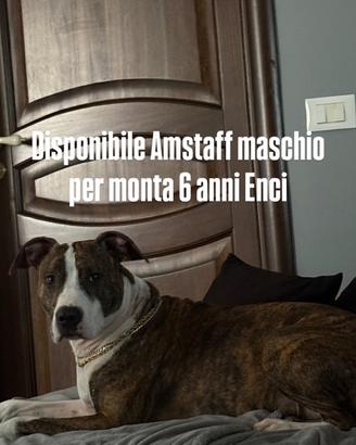 Amstaff maschio disponibile per monta