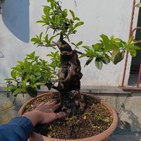 Bonsai Piracanta 