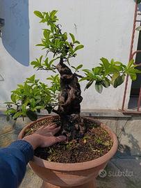Bonsai Piracanta 