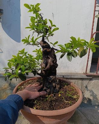 Bonsai Piracanta 