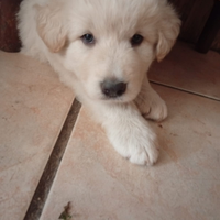 Disponibile cucciolo