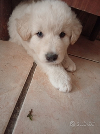 Disponibile cucciolo