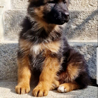 Cuccioli di pastore tedesco a pelo lungo con micr