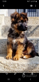 Cuccioli di pastore tedesco a pelo lungo con micr