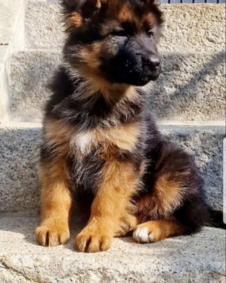 Cuccioli di pastore tedesco a pelo lungo con micr