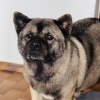 Disponibili a breve cuccioli di akita americano