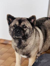 Disponibili a breve cuccioli di akita americano