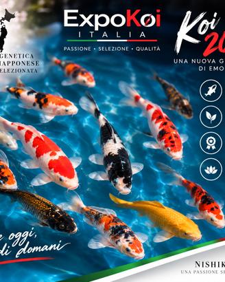Carpe Koi 2026 da riproduttori giapponesi ExpoKoi