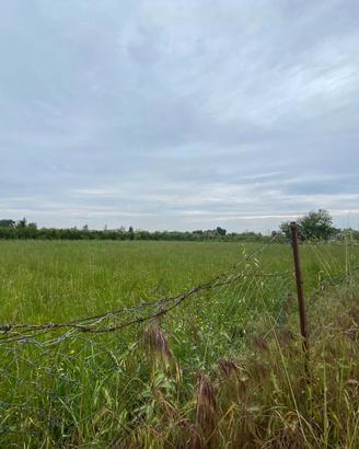 TERRENO Agricolo 3.000,00Mt - Rif T5
