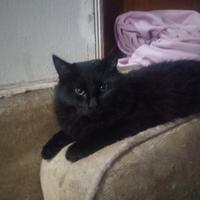 Gattini aspettano casa hanno 6 mesi