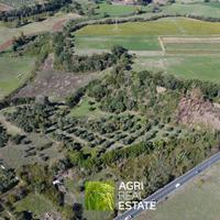 Ardea (RM) - Terreno 4 HA, uliveto e pozzo TR455