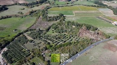Ardea (RM) - Terreno 4 HA, uliveto e pozzo TR455