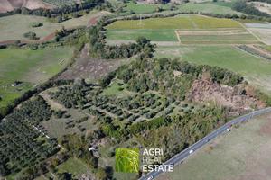 Ardea (RM) - Terreno 4 HA, uliveto e pozzo TR455