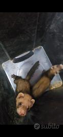 Furetti cuccioli