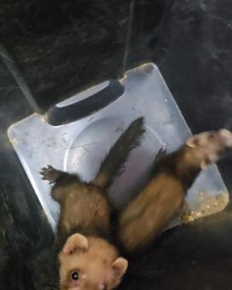 Furetti cuccioli