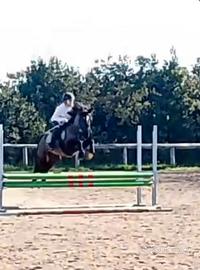 Puledro pony