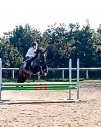Puledro pony