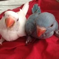 Pappagalli Parrocchetti dal collare DA IMBECCO