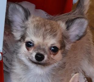 chihuahua cucciolo con pedigree 