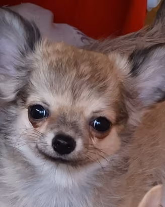 chihuahua cucciolo con pedigree 