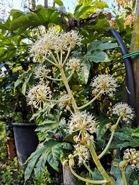 Aralia Sieboldi