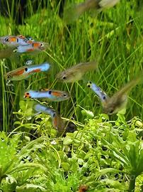 Guppy Endler