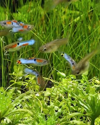 Guppy Endler