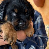 CUCCIOLI ROTTWEILER 60 gg