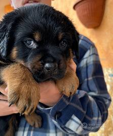 CUCCIOLI ROTTWEILER 60 gg