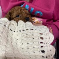 Cuccioli barboncino toy