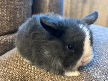 Cuccioli conigli Minilop